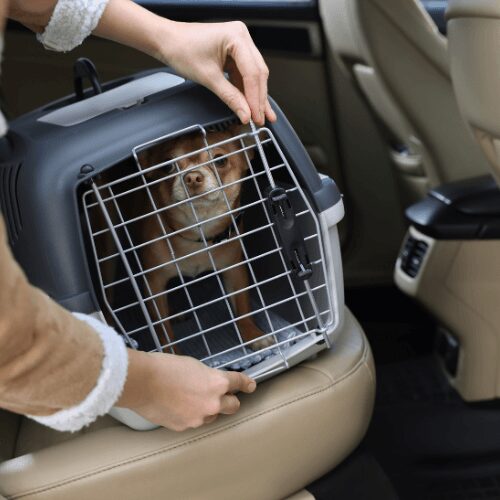 Person securing a cat in a carrier inside a car.
