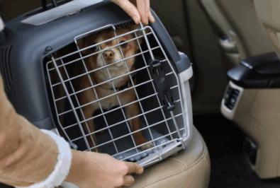 Person securing a cat in a carrier inside a car.